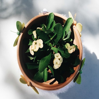 Plant green white simple