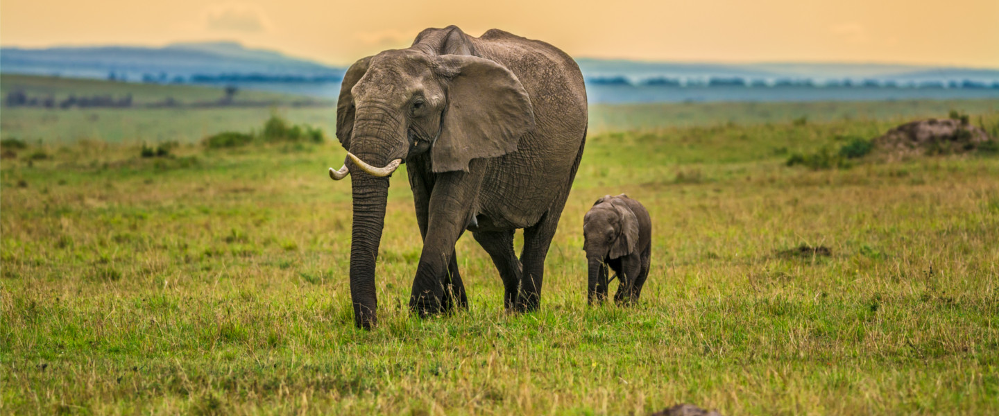 Illegal wildlife trafficking: it will take a network to defeat the networks  | Standard Chartered