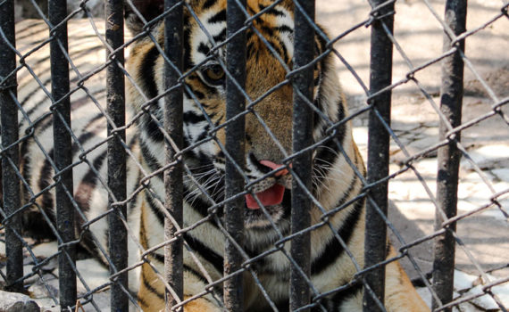 Tiger behind metal fencing and bars
