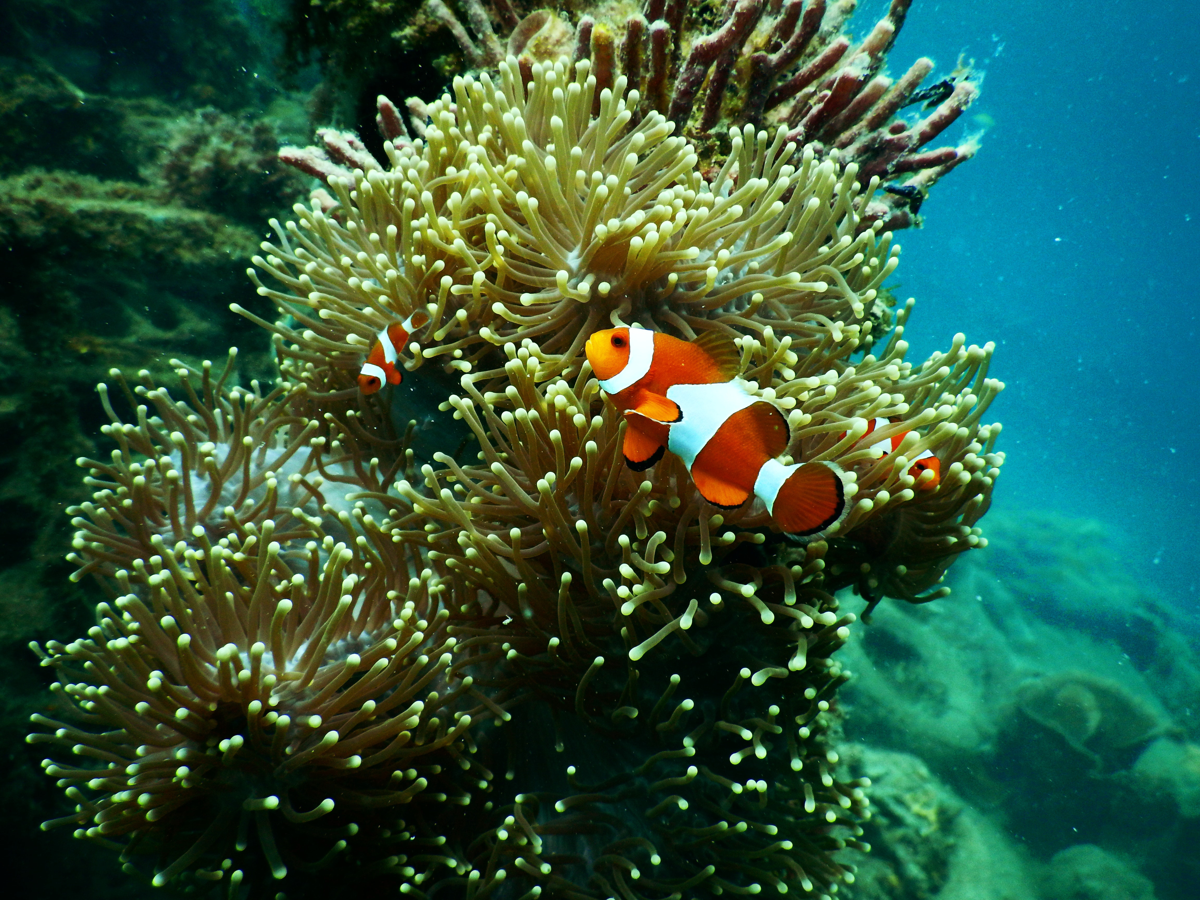 Two clownfish in coral