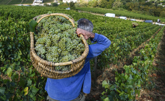 A farmer carries grapes in an era where climate change affects global trade