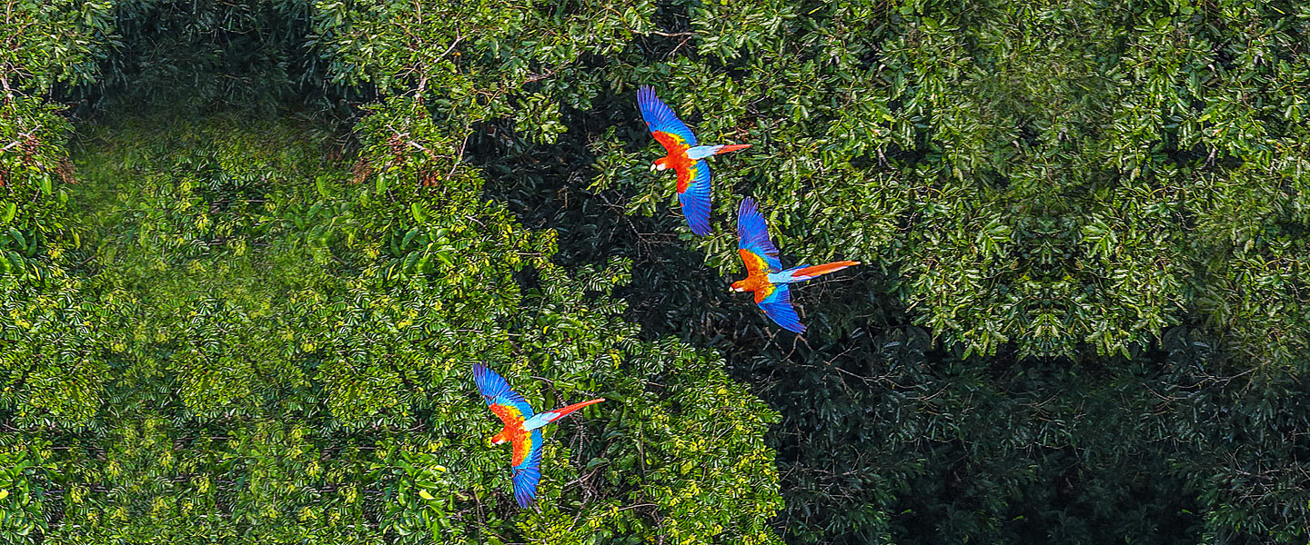 Parrots flying over a forest