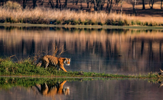 Tiger in its habitat
