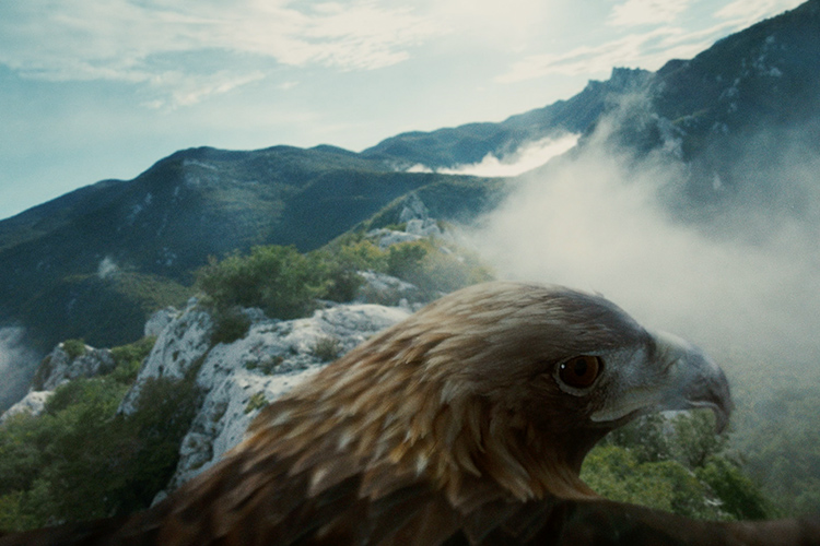 eagle over mountains