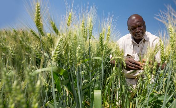 A black man in a light coloured shirt looking at his crops in a field. The blue sky is in the background.