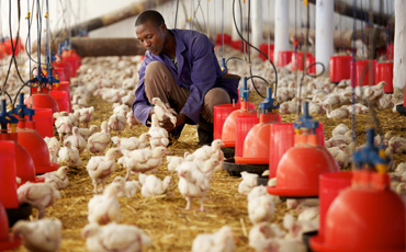Chicken farmer - supporting sustainable economic growth