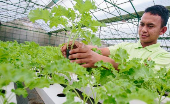 Man in greenhouse tending to plants