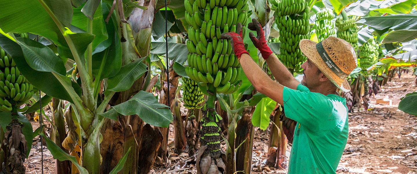Banana disease is an unusual barrier for global trade