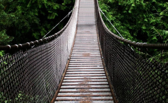 Rope bridge in trees