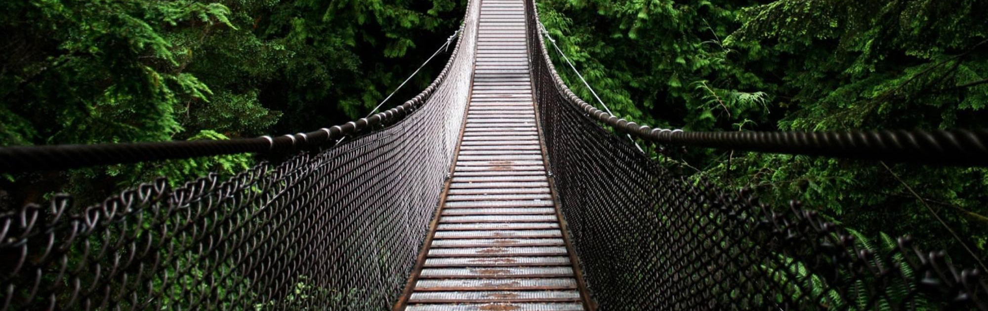 Rope bridge in trees