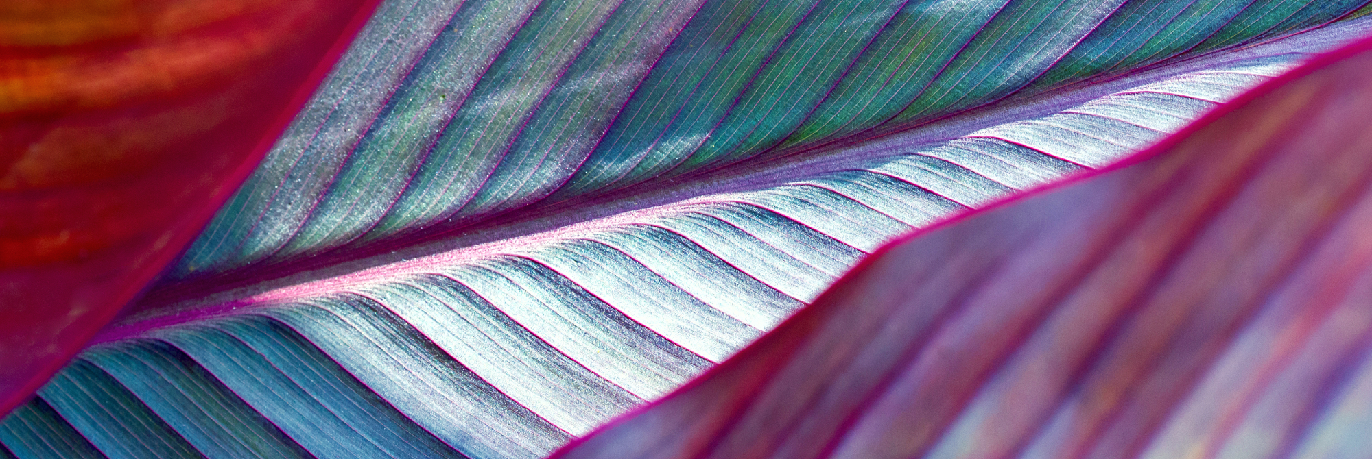 close up of purple leaf