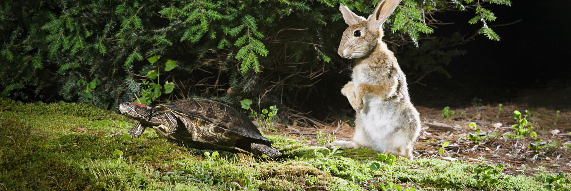 Grow your wealth - The tortoise and the hare