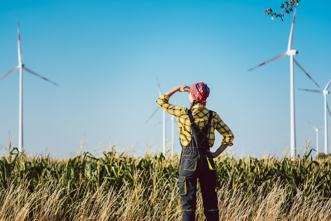 Flannel shirted farmer stands on the edge of cornfield watching turbines