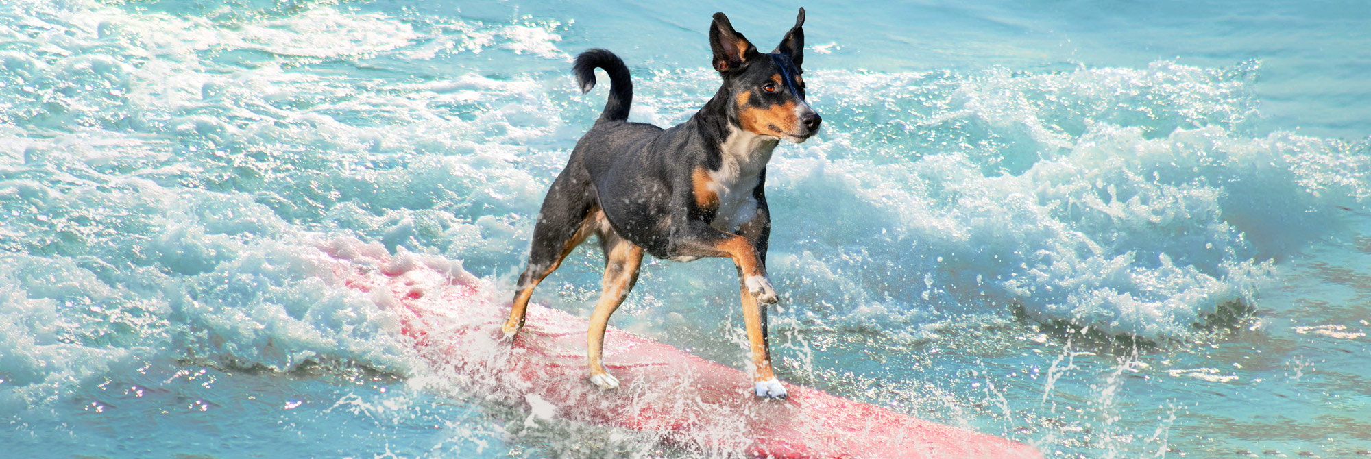 PvB article 5 - Surfing the Next Wave of ESG Investment