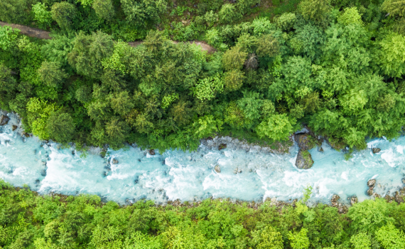 birds eye view of river in a forest