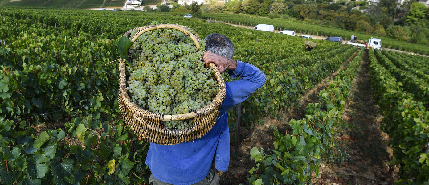 A farmer carries grapes in an era where climate change affects global trade