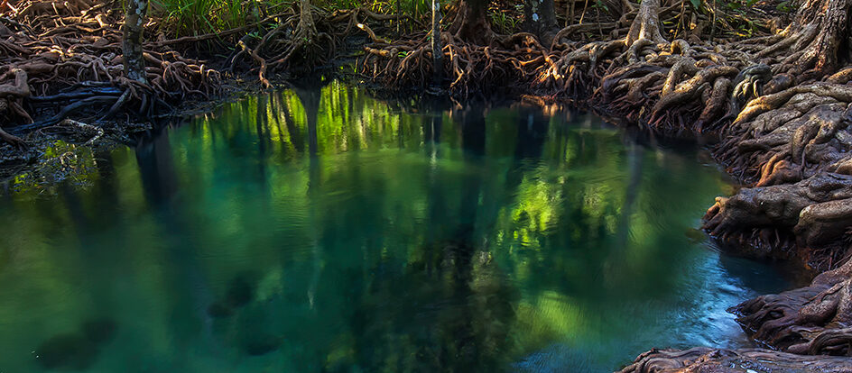 A mangrove forest.