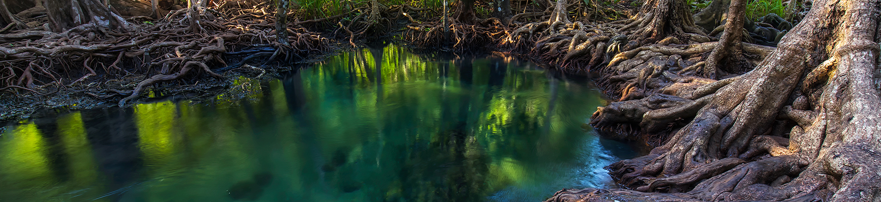 A mangrove forest.