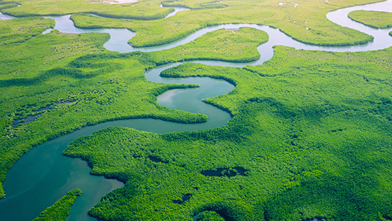 A mangrove forest seen from above.