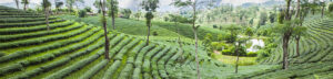 A rice field over the hills.