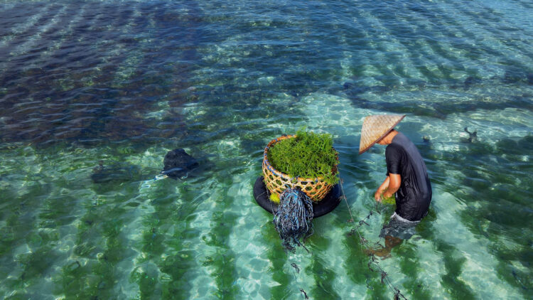 Seaweed farmer