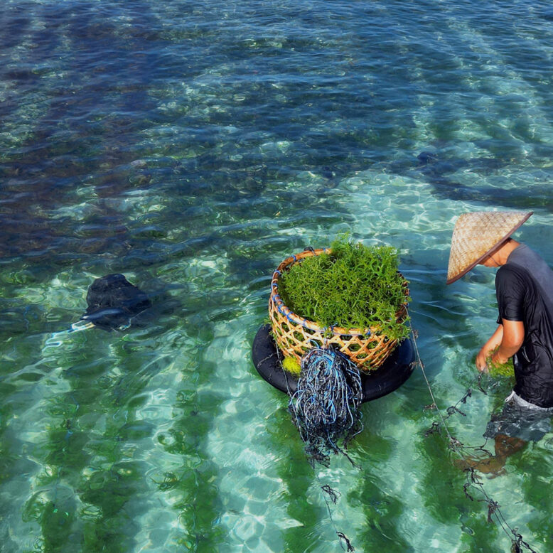 Seaweed farmer