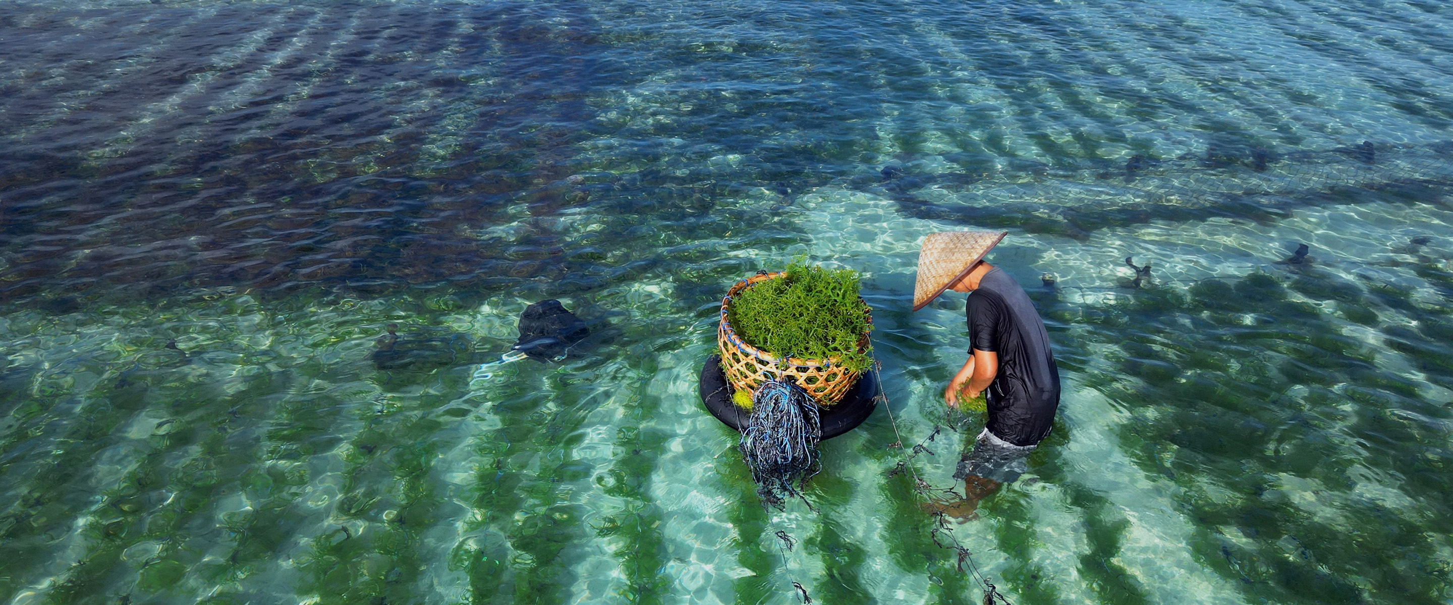 Seaweed farmer