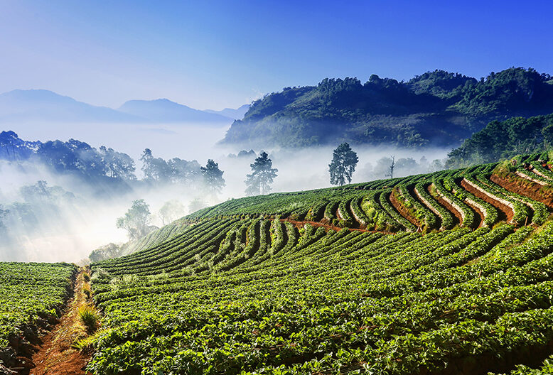 A strawberry field in the hills.