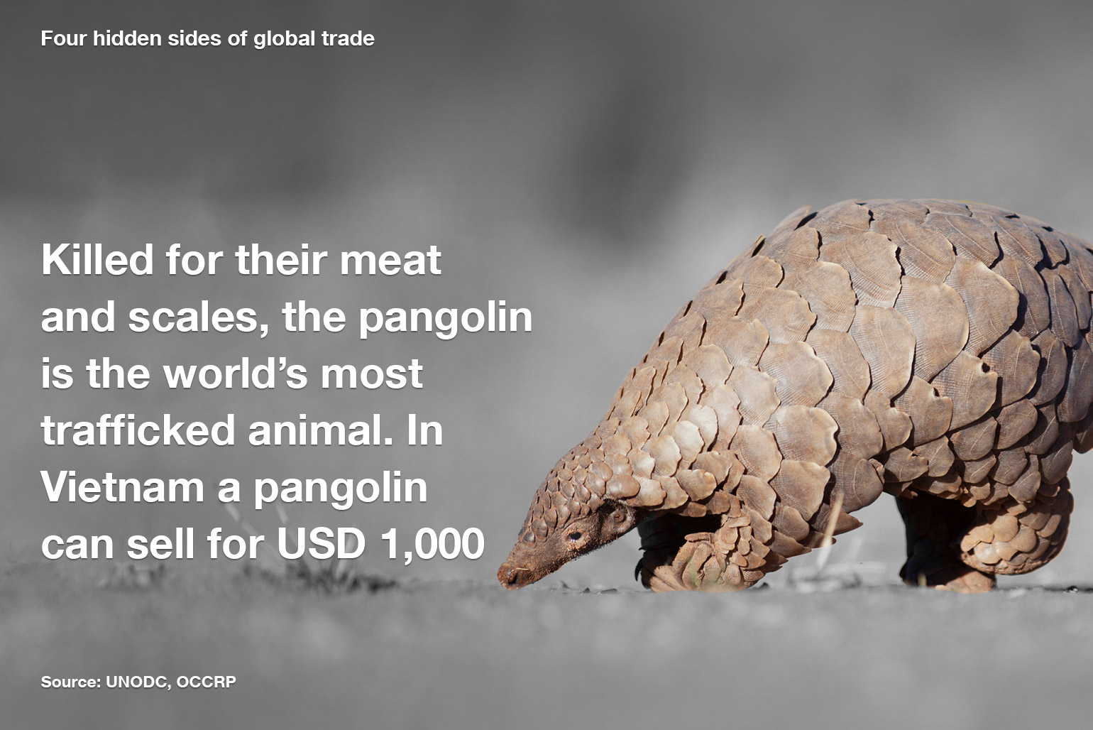 Global trade micrographic