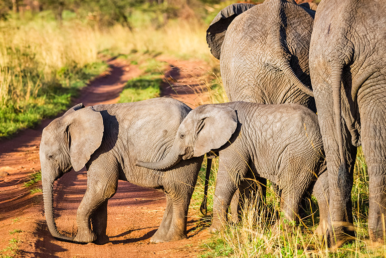 Elephants standing together