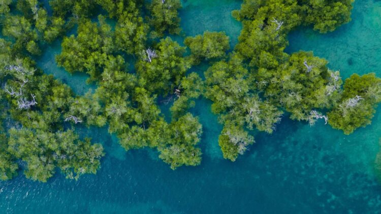 A mangrove forest in a blue river is seen from above.