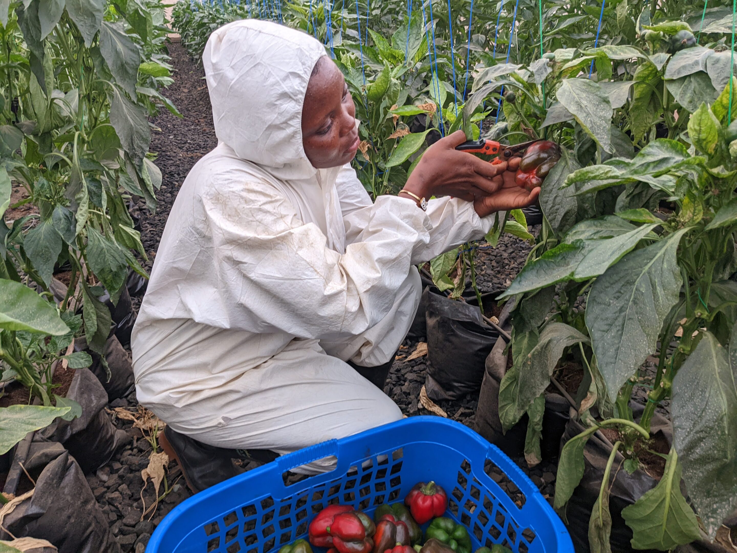 woman taking care of plants