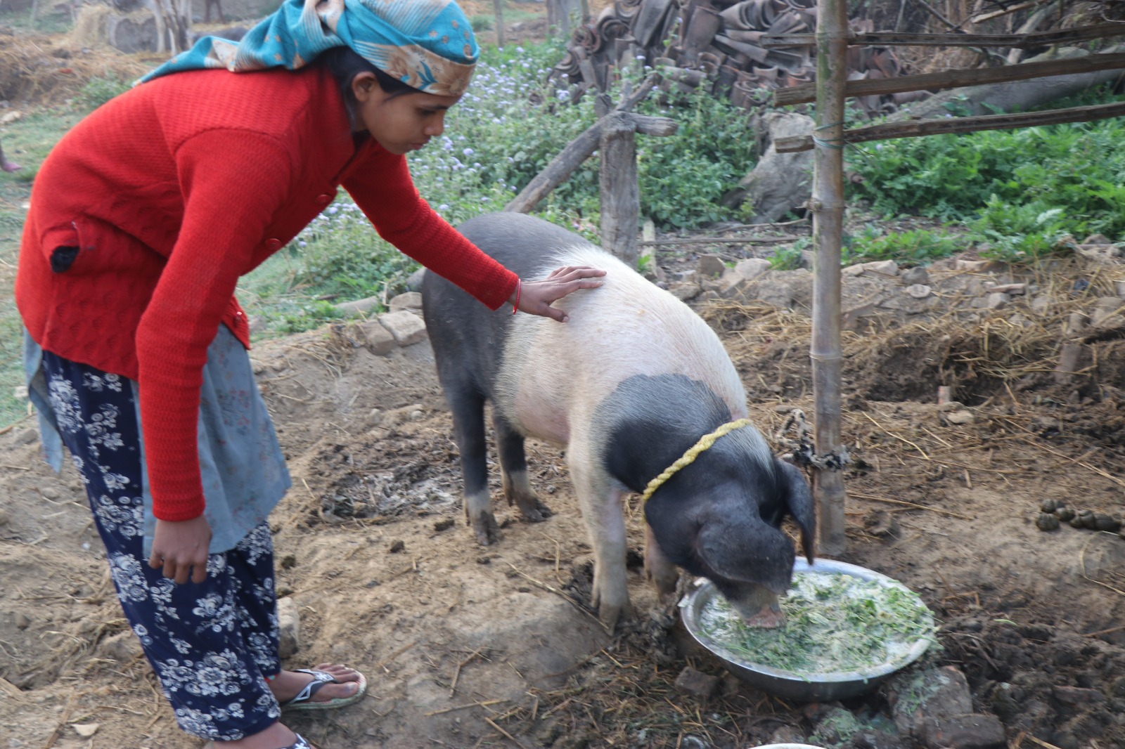 Pig rearing