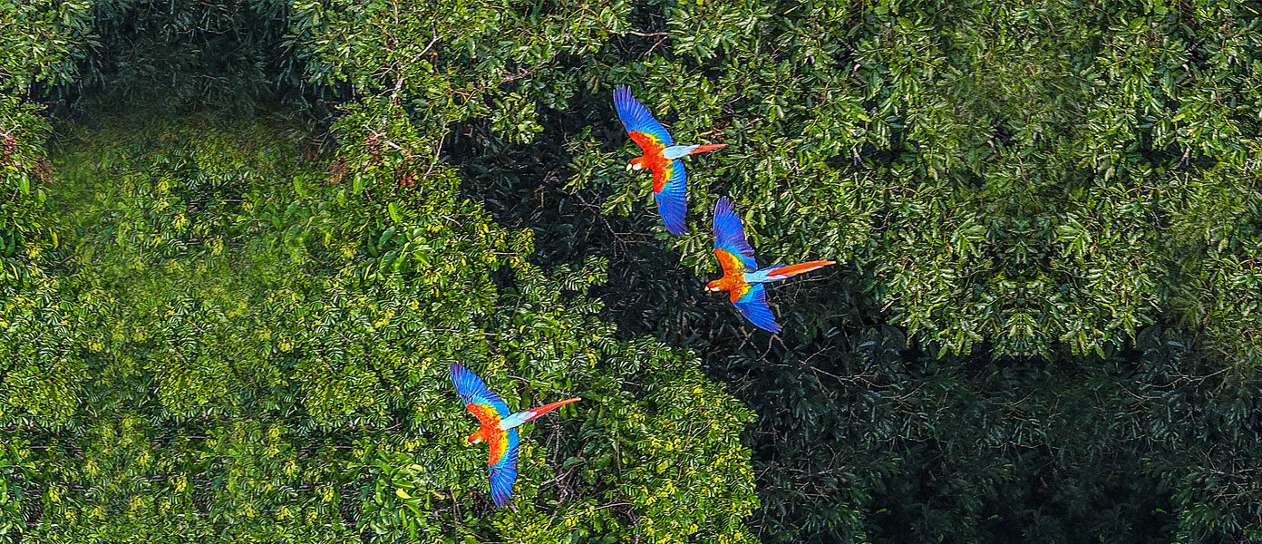 Parrots flying over a forest
