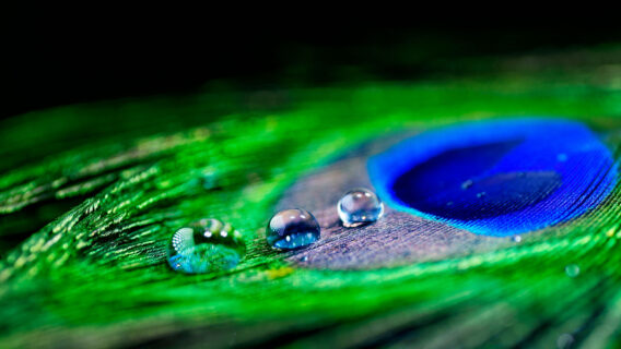 macro image of peacock feather with water droplet