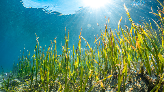 Sea grass