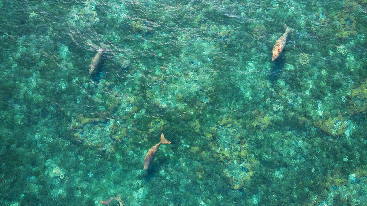 Sea Mammals 