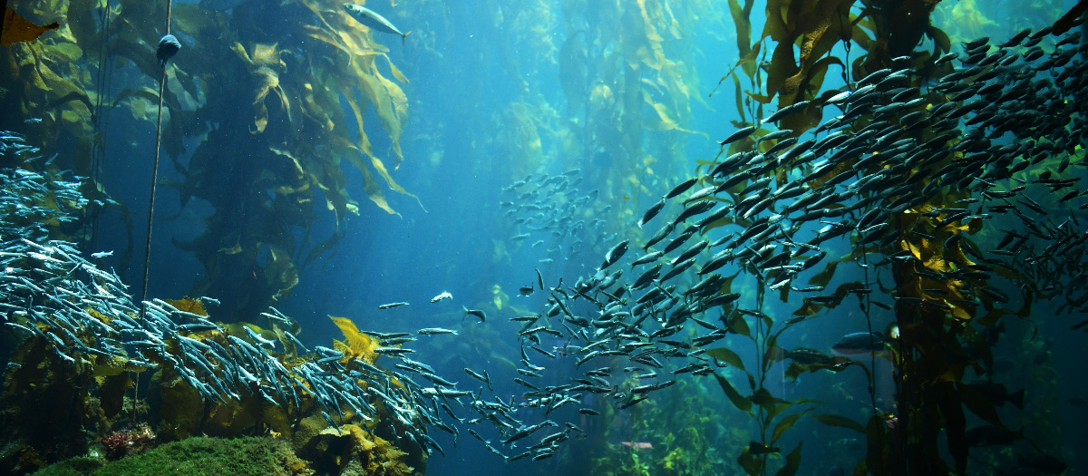 A shoal of fish swim through kelp. But could seaweed become the next big thing in sustainable investing?