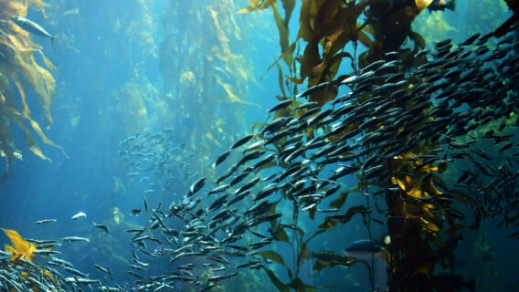 A shoal of fish swim through some seaweed.