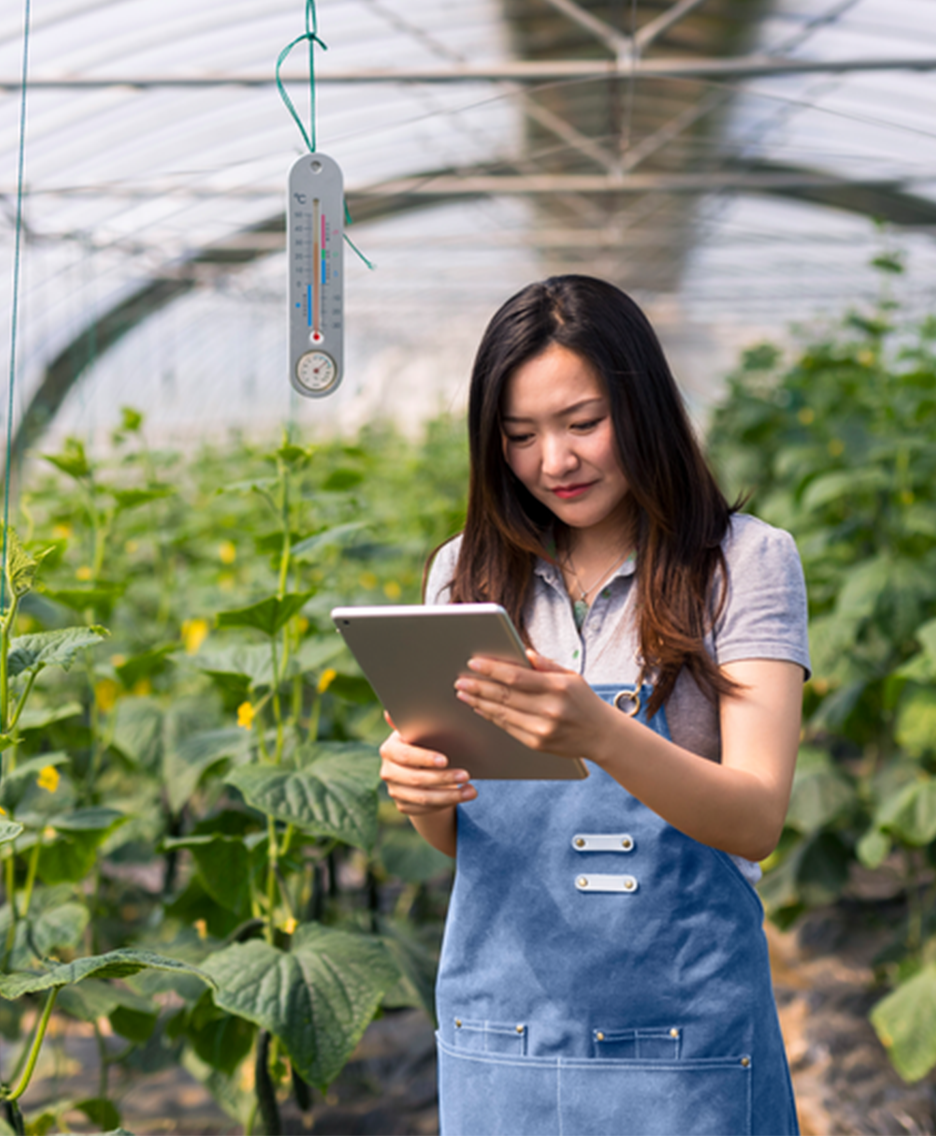 A farmer looks at an iPad in a greenhouse.