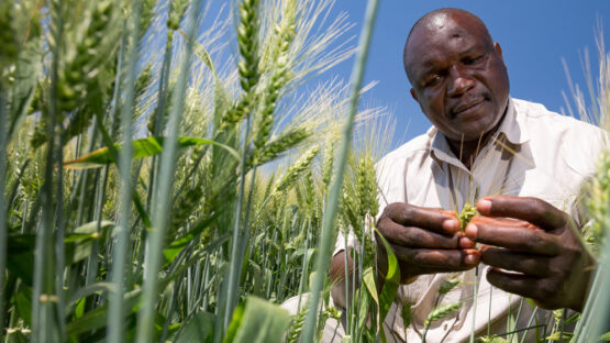 Farmer in wheat field - Sustainability
