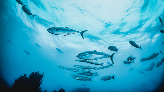 fish in the ocean