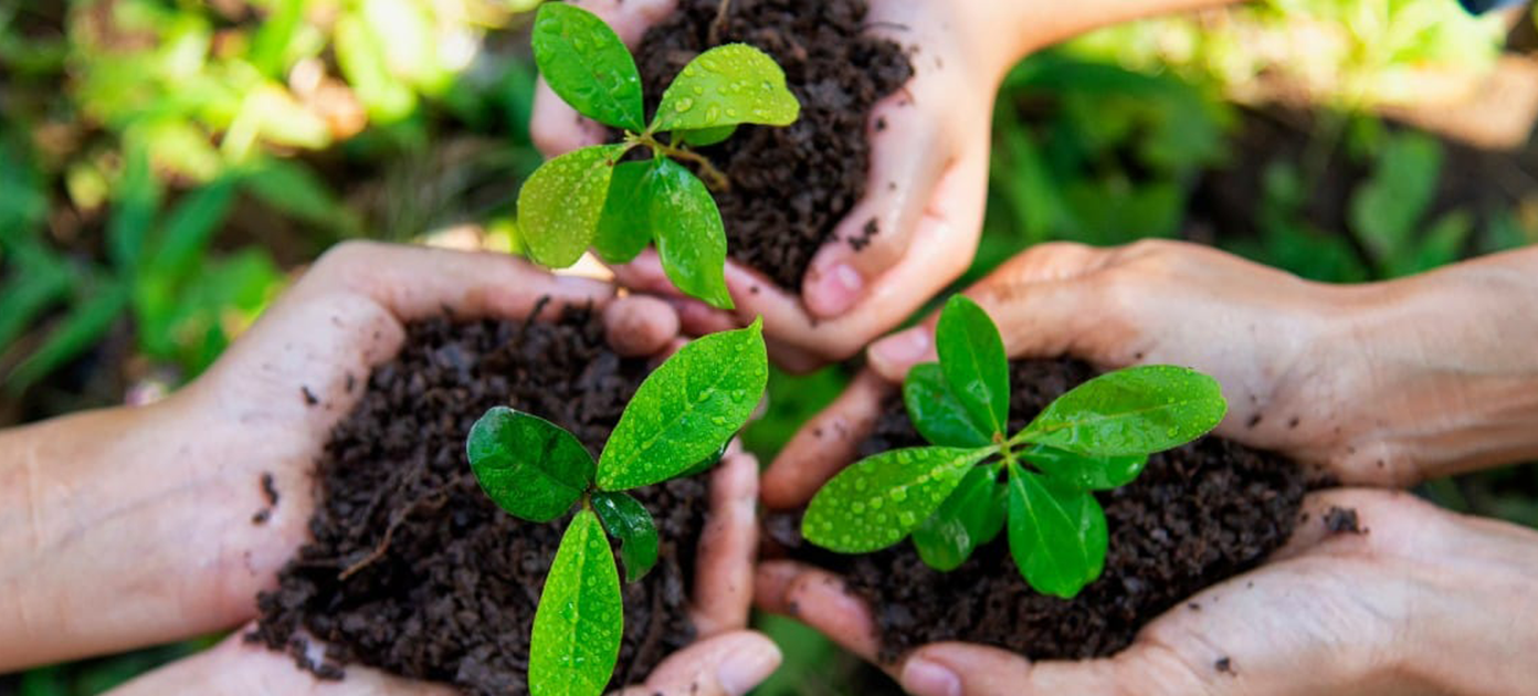 hands holding plants