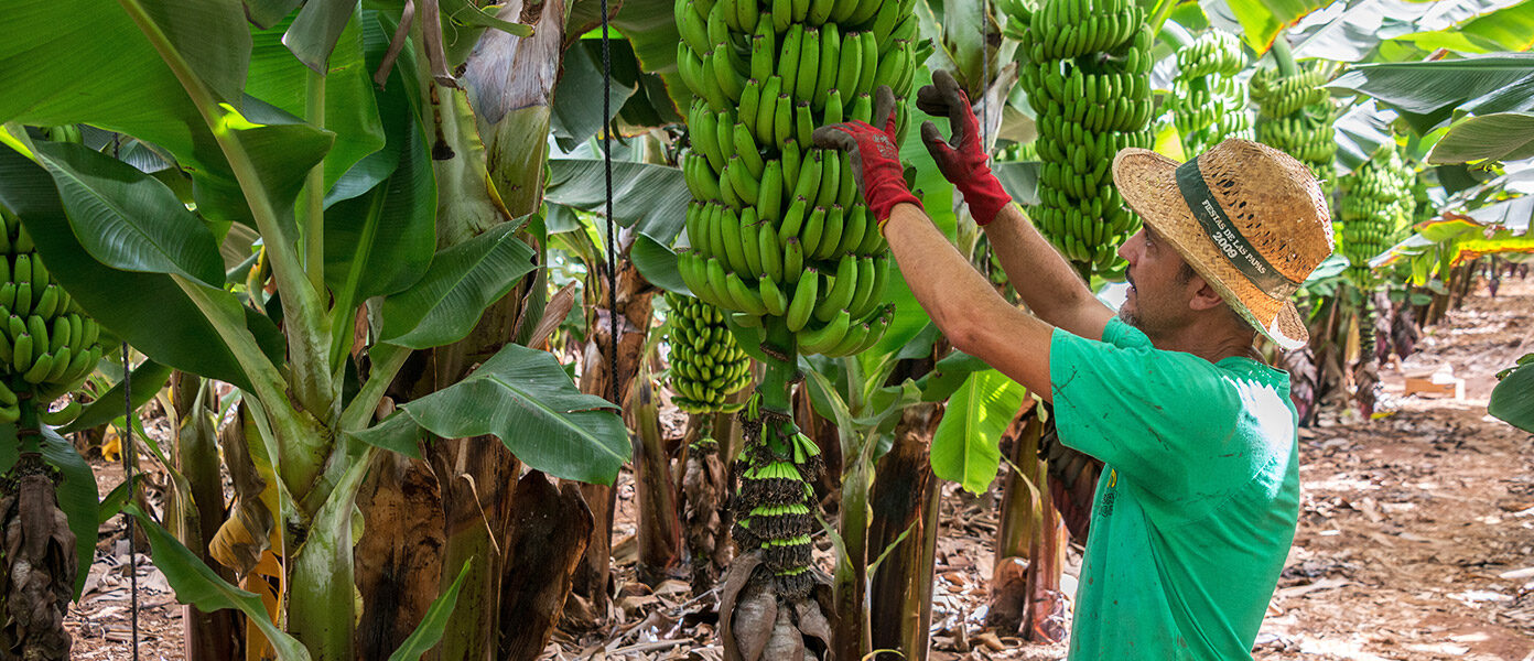 Banana disease is an unusual barrier for global trade