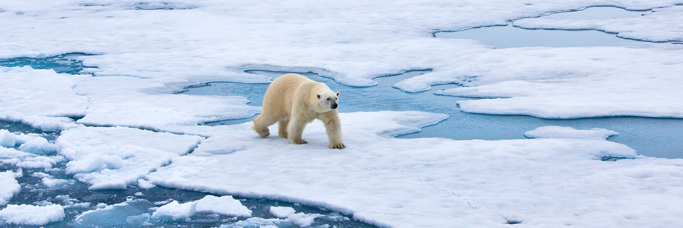 polar bear walking on ice