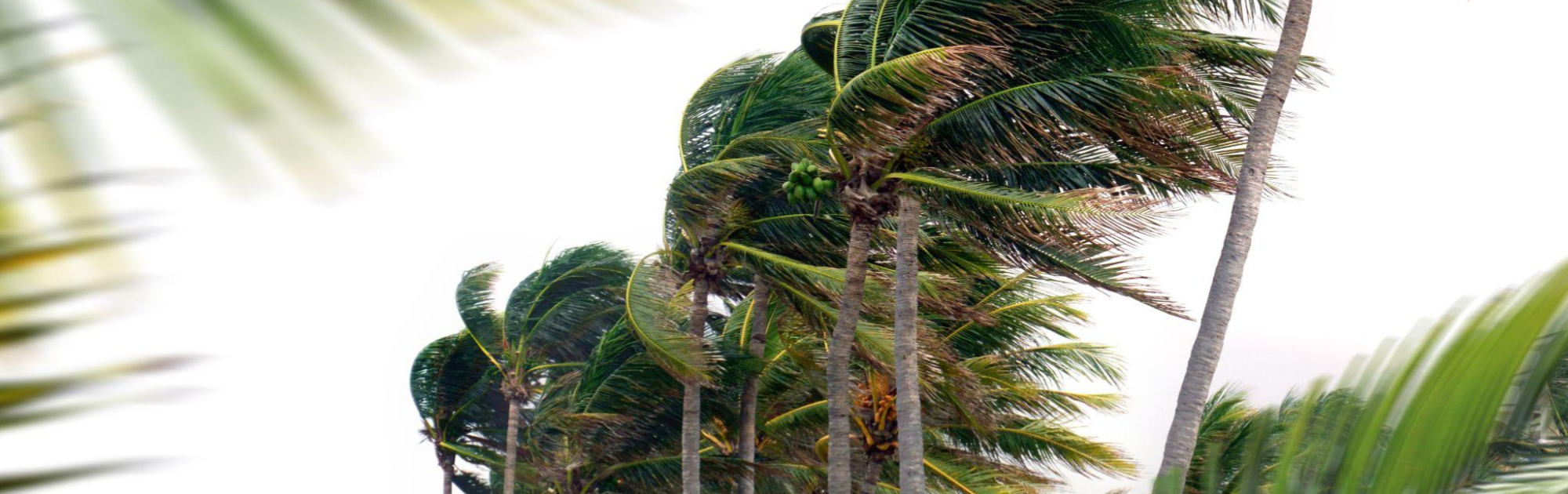 Coconut trees