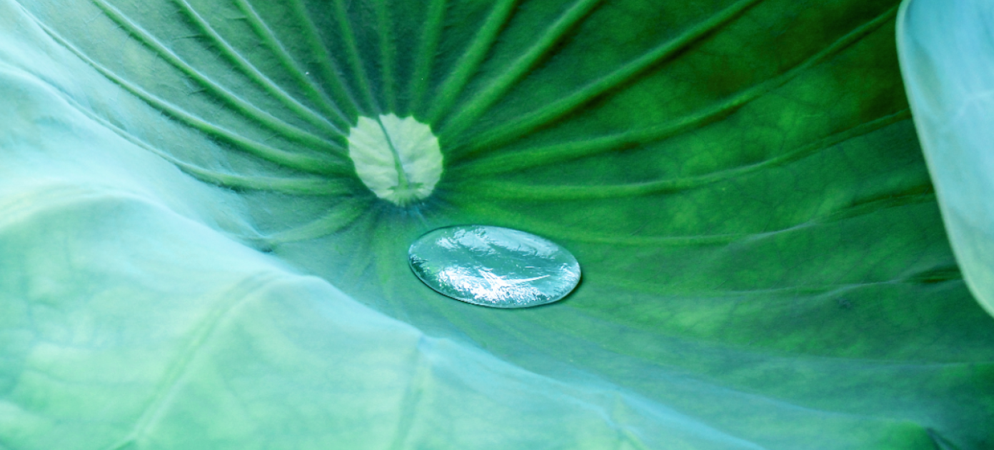 green plan leaf