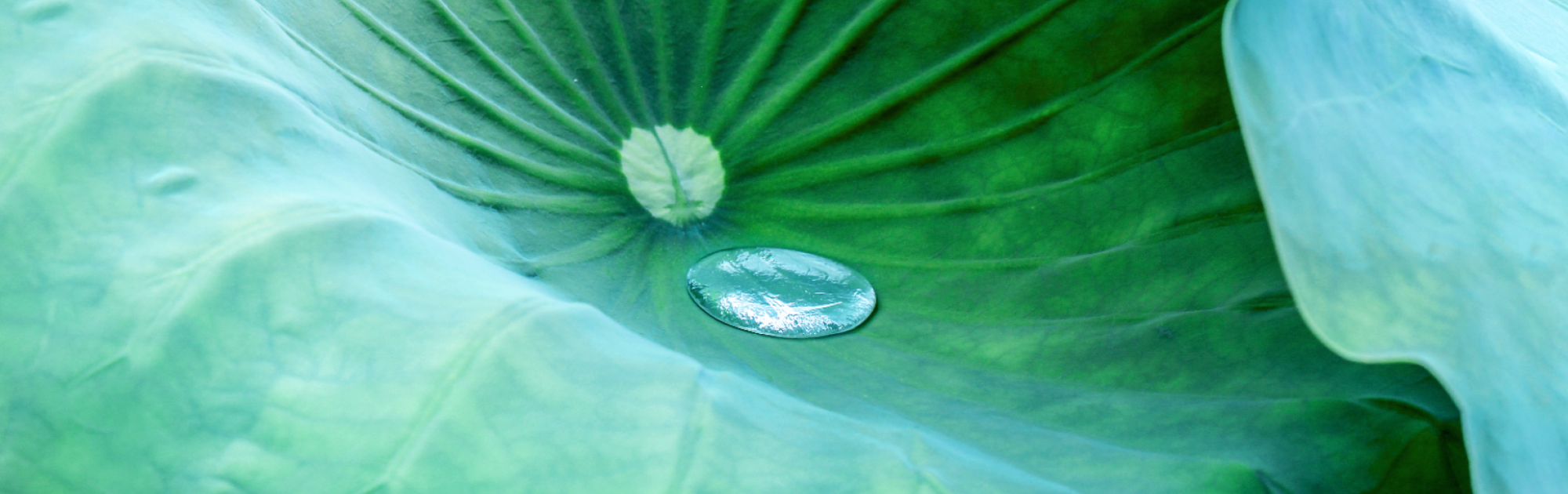 green plan leaf