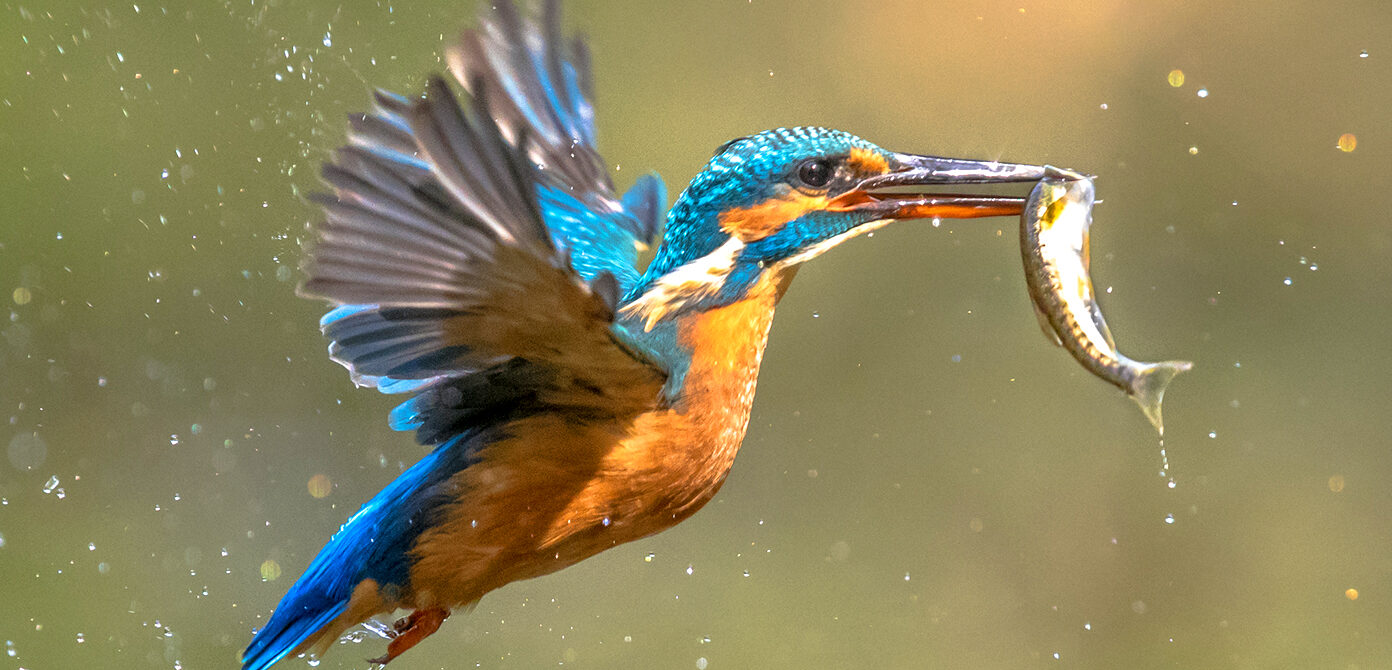 A colourful bird flies off with a tiny fish in its beak