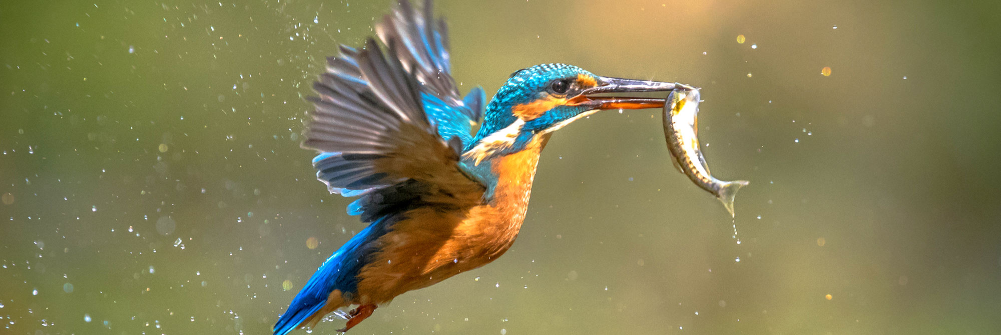 A colourful bird flies off with a tiny fish in its beak